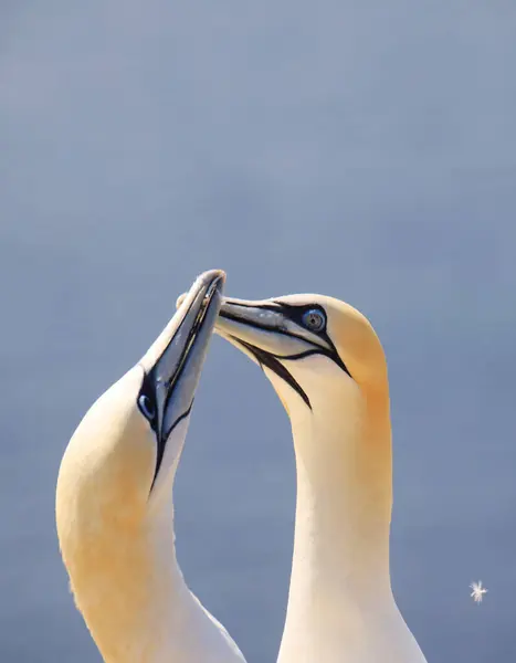 Alman açık deniz adası Heligoland, Holstein, Almanya ve Avrupa 'nın kızıl uçurumlarındaki kuzey sümsük kuşları Morus bassanus.