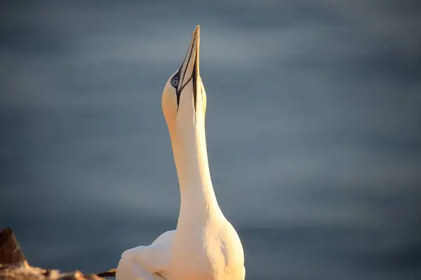 stock image Northern gannets Morus bassanus on the red cliffs of the German offshore island of Heligoland, Schleswig Holstein, Germany, Europe.