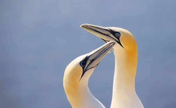 stock image Northern gannets Morus bassanus on the red cliffs of the German offshore island of Heligoland, Schleswig Holstein, Germany, Europe.