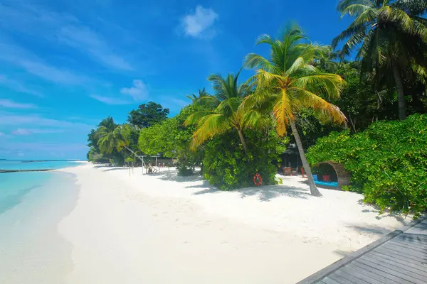 Maldivler 'de palmiye ağaçları olan rüya gibi bir sahil. Baa Adası, Asya