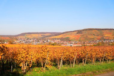 Vineyards in Autumn, View from the Wartberg, Heilbronn, Baden-Wuerttemberg, Germany, Europe clipart