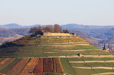 Sonbaharda bağlar, Wartberg, Heilbronn, Baden-Wuerttemberg, Almanya, Avrupa manzarası