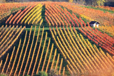 Vineyards in Autumn, View from the Wartberg, Heilbronn, Baden-Wuerttemberg, Germany, Europe clipart