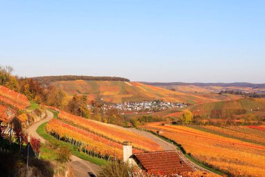 Sonbaharda bağlar, Wartberg, Heilbronn, Baden-Wuerttemberg, Almanya, Avrupa manzarası