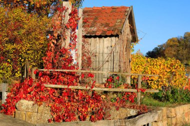 Vineyards in Autumn, View from the Wartberg, Heilbronn, Baden-Wuerttemberg, Germany, Europe clipart