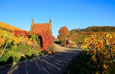 Vineyards in Autumn, View from the Wartberg, Heilbronn, Baden-Wuerttemberg, Germany, Europe clipart