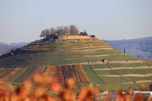 Sonbaharda bağlar, Wartberg, Heilbronn, Baden-Wuerttemberg, Almanya, Avrupa manzarası