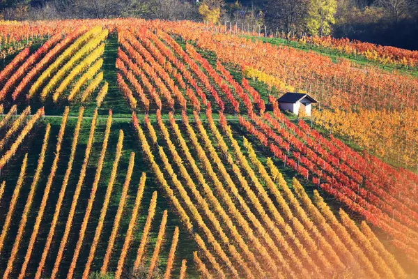 Sonbaharda bağlar, Wartberg, Heilbronn, Baden-Wuerttemberg, Almanya, Avrupa manzarası