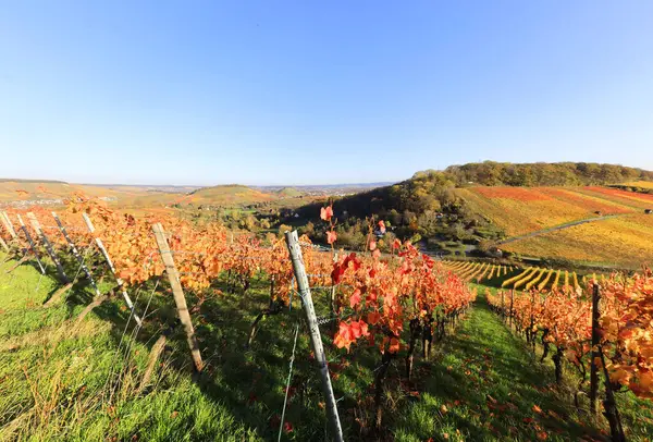Sonbaharda bağlar, Wartberg, Heilbronn, Baden-Wuerttemberg, Almanya, Avrupa manzarası