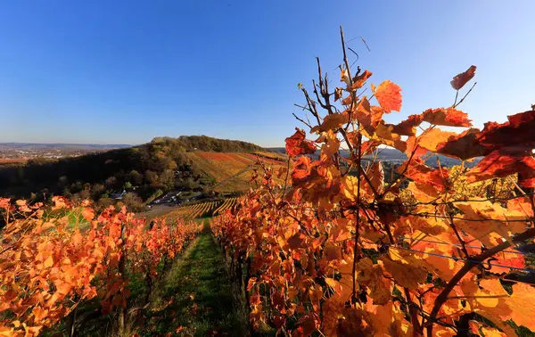 Sonbaharda bağlar, Wartberg, Heilbronn, Baden-Wuerttemberg, Almanya, Avrupa manzarası