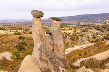 Kuzey sümsük kuşları, Basstoelpel Morus bassanus Alman açık deniz adası Heligoland, Holstein, Almanya, Avrupa 'nın kızıl kayalıklarında.