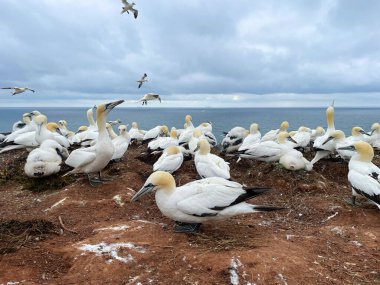 Kuzey sümsük kuşları, Basstoelpel Morus bassanus Alman açık deniz adası Heligoland, Holstein, Almanya, Avrupa 'nın kızıl kayalıklarında.