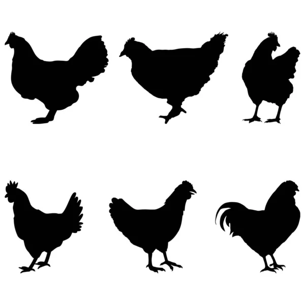 Hen Chicken Silhouette Set Vector — стоковый вектор