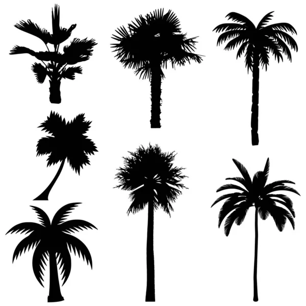 Palm Trees Silhouettes Tropical Palm Trees Black Silhouettes — Stock Vector