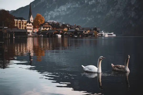 Hallstatt Avusturya Göl Kuğuları