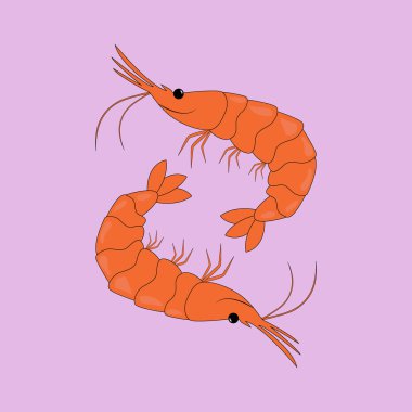 hand drawn shrimp. vector illustration.