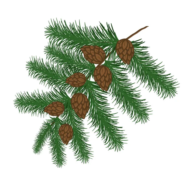 Pine Green Branch Cones Forest Nature Vector Image Isolated White — Stock Vector