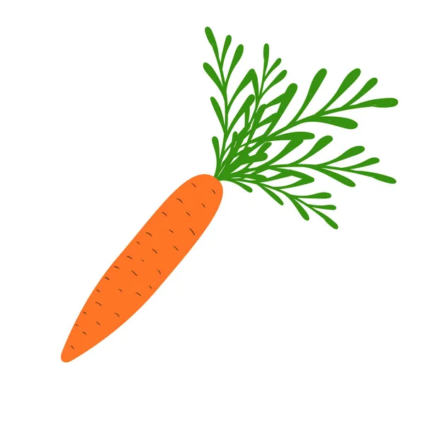 Carotte Fraîche Juteuse Aliments Sains Légumes Isolés Sur Fond Blanc — Image vectorielle