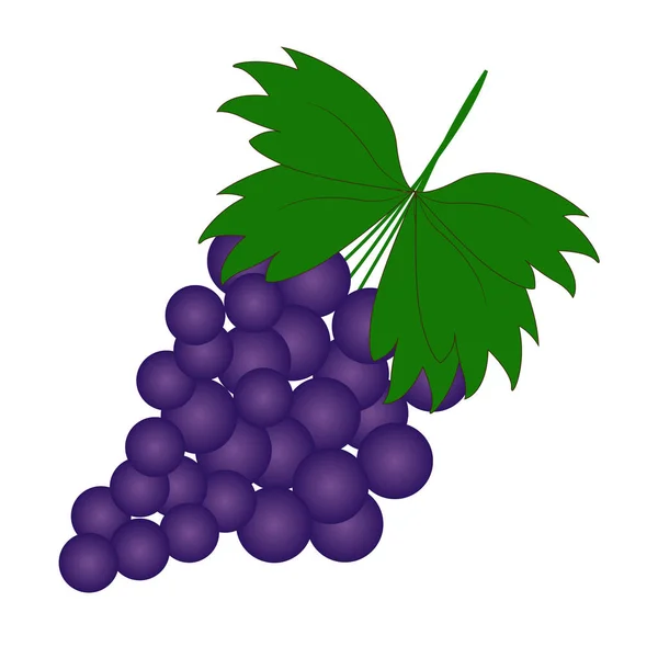 stock vector Branch of purple grapes. Vector illustration icon isolated on white background. summer fruits