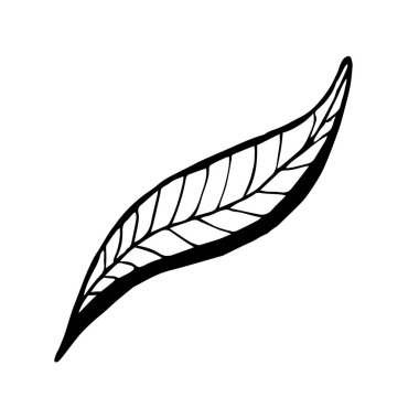 Tek yapraklı el çizimi element. Beyaz arkaplanda siyah izole