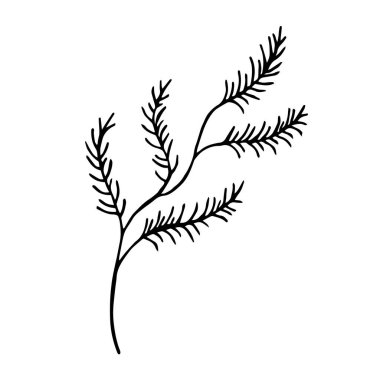 İğneli kabarık dallar elle çizilir. Beyaz arkaplanda yalnız element izole edildi