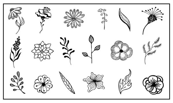 Set Aus Floralen Elementen Und Blättern Schwarze Umrisse Von Hand — Stockvektor