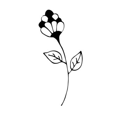 Beyaz arkaplanda tek elle çizilmiş çiçek.