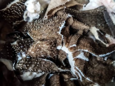 İşkembe bir hayvanın midesinin yenilebilir iç kısmıdır, özellikle de bir ineğin. Soto babat veya gulai babat gibi Endonezya mutfağında işkembe sıklıkla kullanılır ve favori sakatat olarak bilinir..