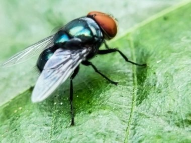 Hominivorax (Yeni Dünya 'da vida kurdu sineği veya kısaca vida kurdu), larvalarının canlı dokuları nasıl yediği ile tanınan bir parazit sineği türüdür..