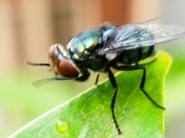 Cochliomyia hominivorax, kısaca 