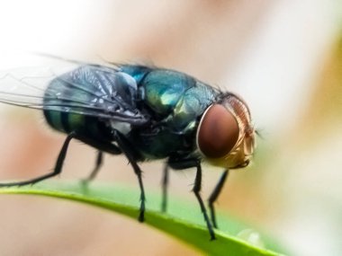 Cochliomyia hominivorax, kısaca 