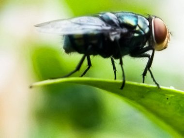 Cochliomyia hominivorax, kısaca 