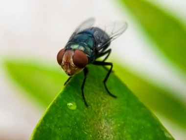 Cochliomyia hominivorax, kısaca 
