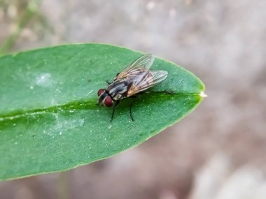 Hominivorax (Yeni Dünya 'da vida kurdu sineği veya kısaca vida kurdu), larvalarının canlı dokuları nasıl yediği ile tanınan bir parazit sineği türüdür..