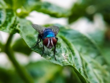 Cochliomyia hominivorax, kısaca 