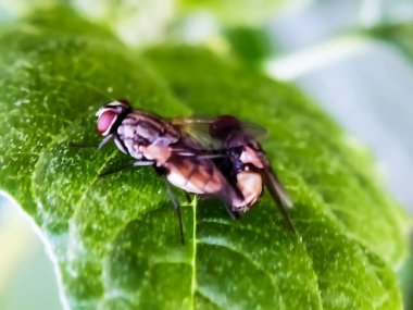 Hominivorax (Yeni Dünya 'da vida kurdu sineği veya kısaca vida kurdu), larvalarının canlı dokuları nasıl yediği ile tanınan bir parazit sineği türüdür..