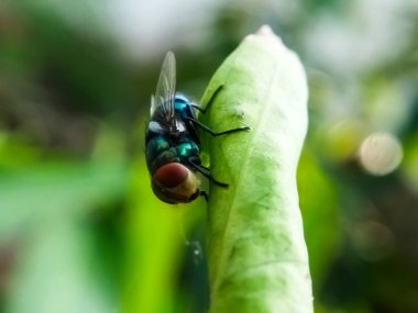 Cochliomyia hominivorax, kısaca 