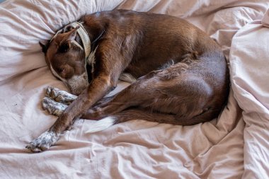 Dog in bed using as pillow a person under the sheets, large brown dog with big brown podenco, plain brown cotton comforter, natural light