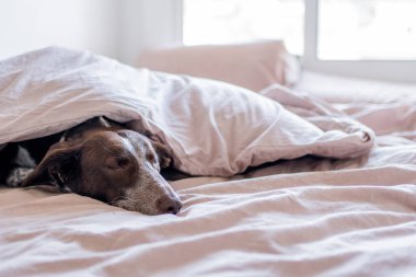 Yorganla kaplı yatakta köpek portresi, kahverengi örtülü yorgan. Beyaz burunlu, burunlu, kahverengi saçlı, brakolu bir köpek suratlı. Atılmış uyanma yatağını aç.