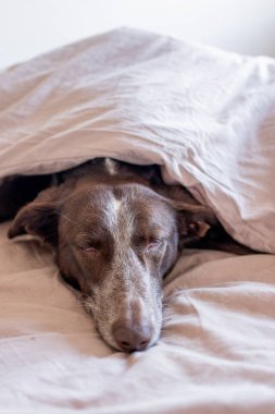 Yorganla kaplı yatakta köpek portresi, kahverengi örtülü yorgan. Beyaz burunlu, burunlu ve kahverengi saçlı köpek suratlı, brakolu podenko..