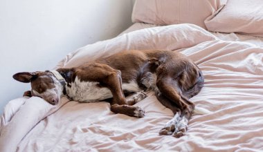 Büyük köpek sabahları yatakta uzanıyor, yorgan ve açık kahverengi funa karışımı podenko ve brako karışımı. Beyaz göğüs ve burunlu kahverengi ceket.