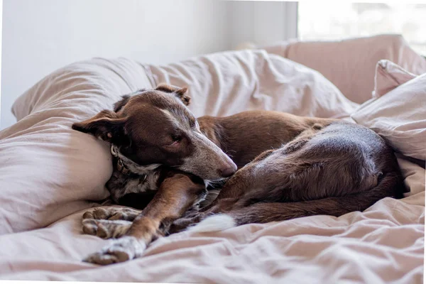 Dog Bed Using Pillow Person Sheets Large Brown Dog Big — Fotografia de Stock
