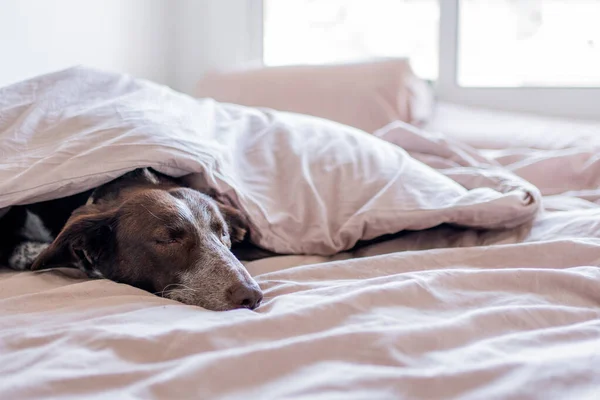 Portrait of dog in bed covered with quilt, comforter with brown cover. Dog face with white snout, nose and brown hair, podenco with braco. Open bed of waking discarded.