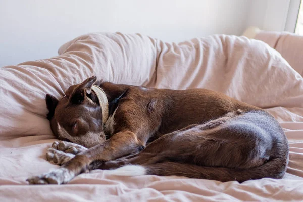 Dog in bed using as pillow a person under the sheets, large brown dog with big brown podenco, plain brown cotton comforter, natural light