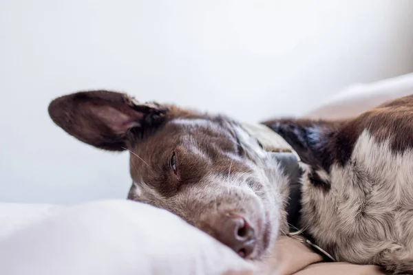 Profile portrait with half face uncovered of dog lying on bed, comforter with light brown quilt. white dog nose and brown hair, elongated snout, podenco with braco.