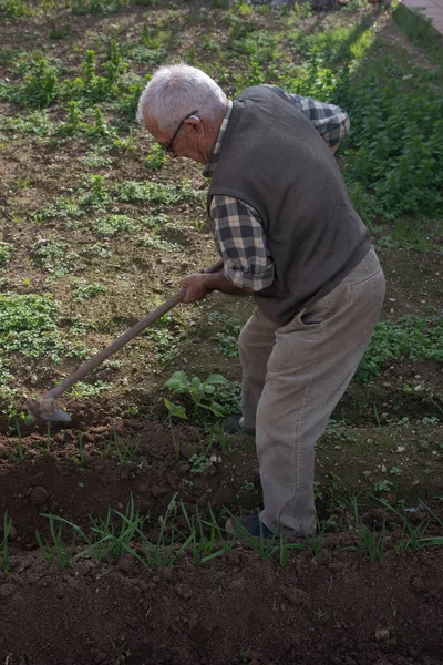 老年人在菜园里积极采摘年轻的大蒜 穿着棕色灯芯绒裤 格子呢衬衫和羊毛背心的退休人员 — 图库照片