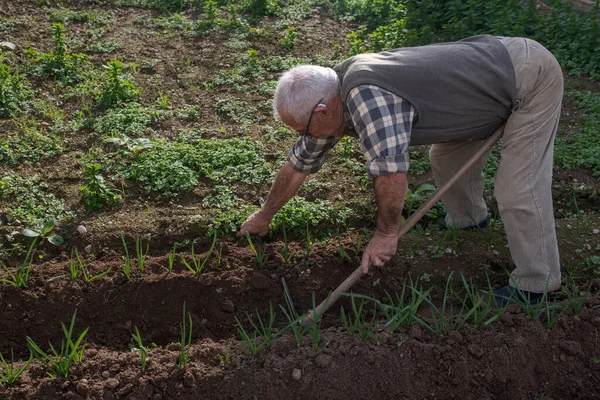 Starszy Mężczyzna Aktywny Ogrodzie Warzywnym Zbierając Młody Czosnek Emerytura Ubrana — Zdjęcie stockowe