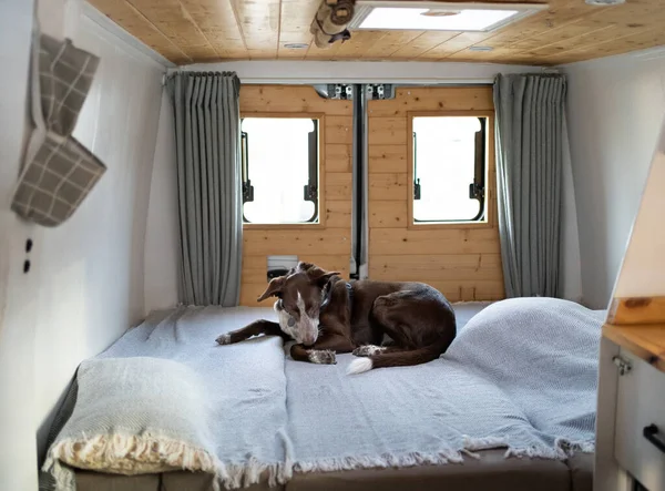 Interior camper bed with dog resting, camperized with wood on the back door and roof, upper window. White and grey colours. Photograph from co-pilot in motion.