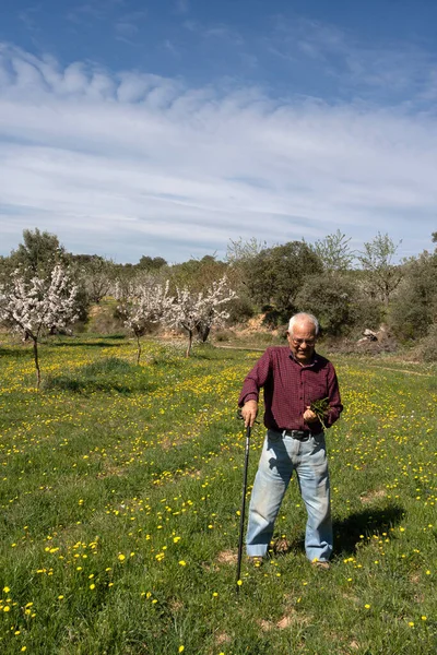 一位老人 一只手拿着手杖 另一只手拿着一堆野芦笋 是个退休的老人 春天的一天 — 图库照片