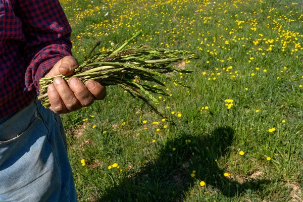 一个老人的手的细枝末节 手里拿着一束野芦笋 背景是春天的花田 — 图库照片